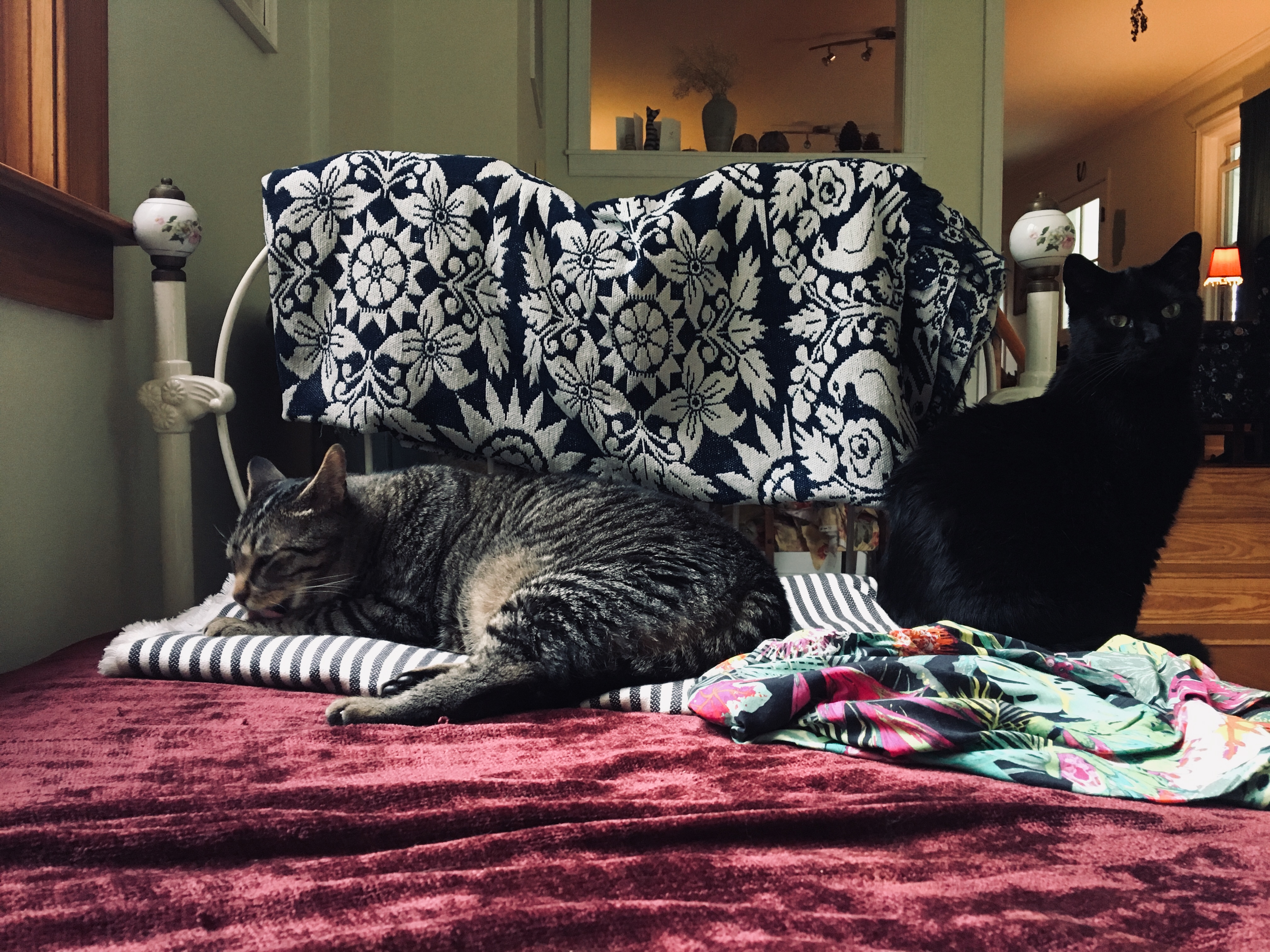 that look that cats give