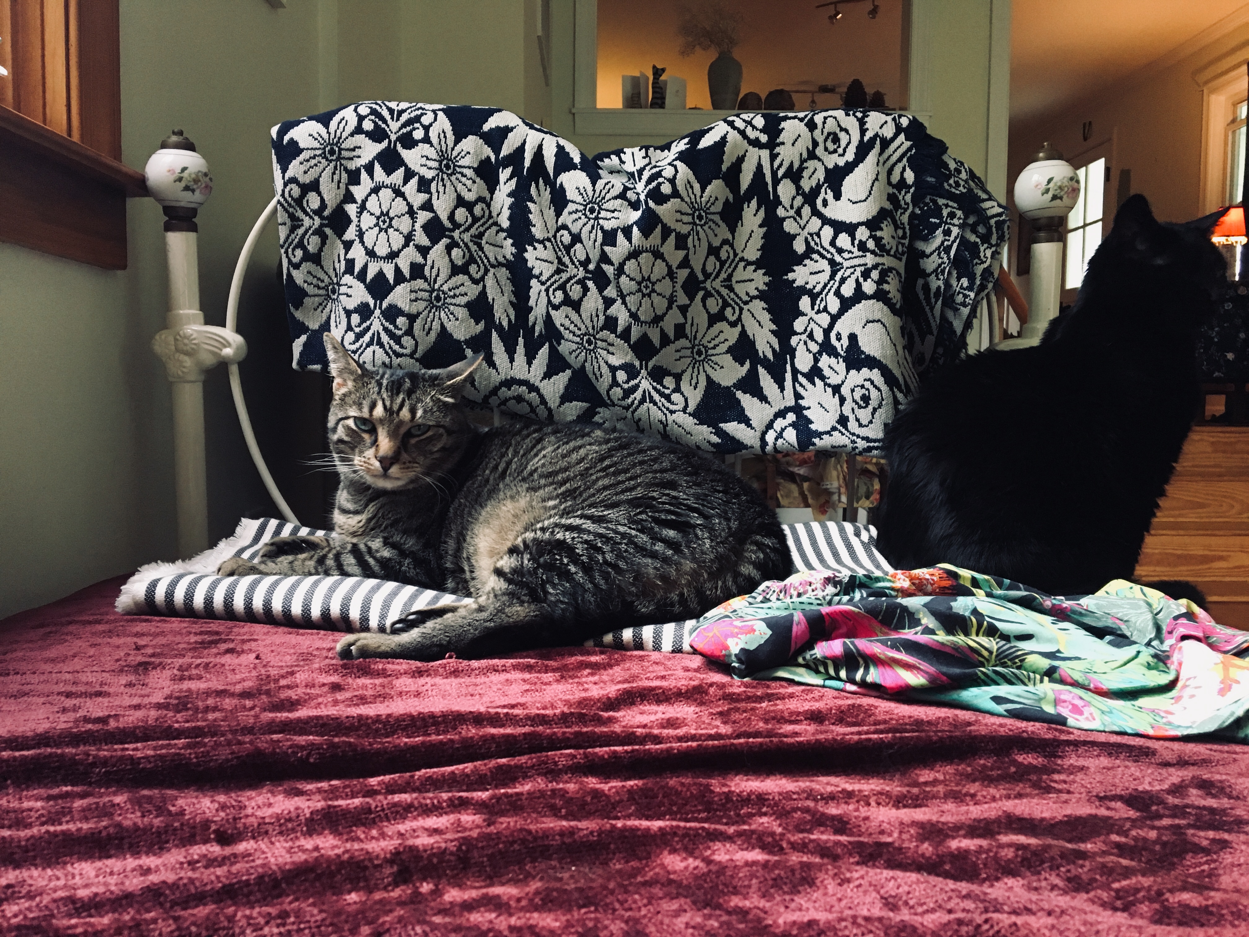 that look that cats give